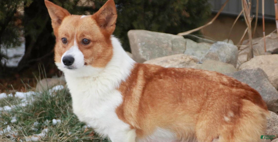 Welsh Corgi Pembroke dogs for sale: Macaroon - Image 9