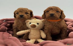 Toy Poodle dogs for sale: Nova - Image 8