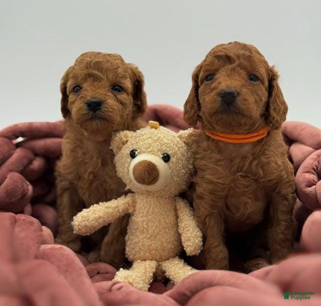 Toy Poodle dogs for sale: Nova - Image 8