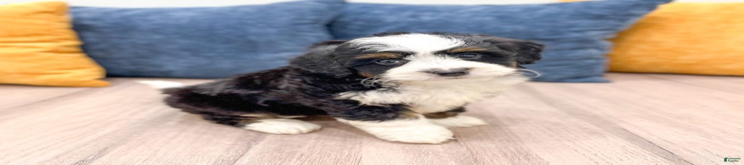 Milo