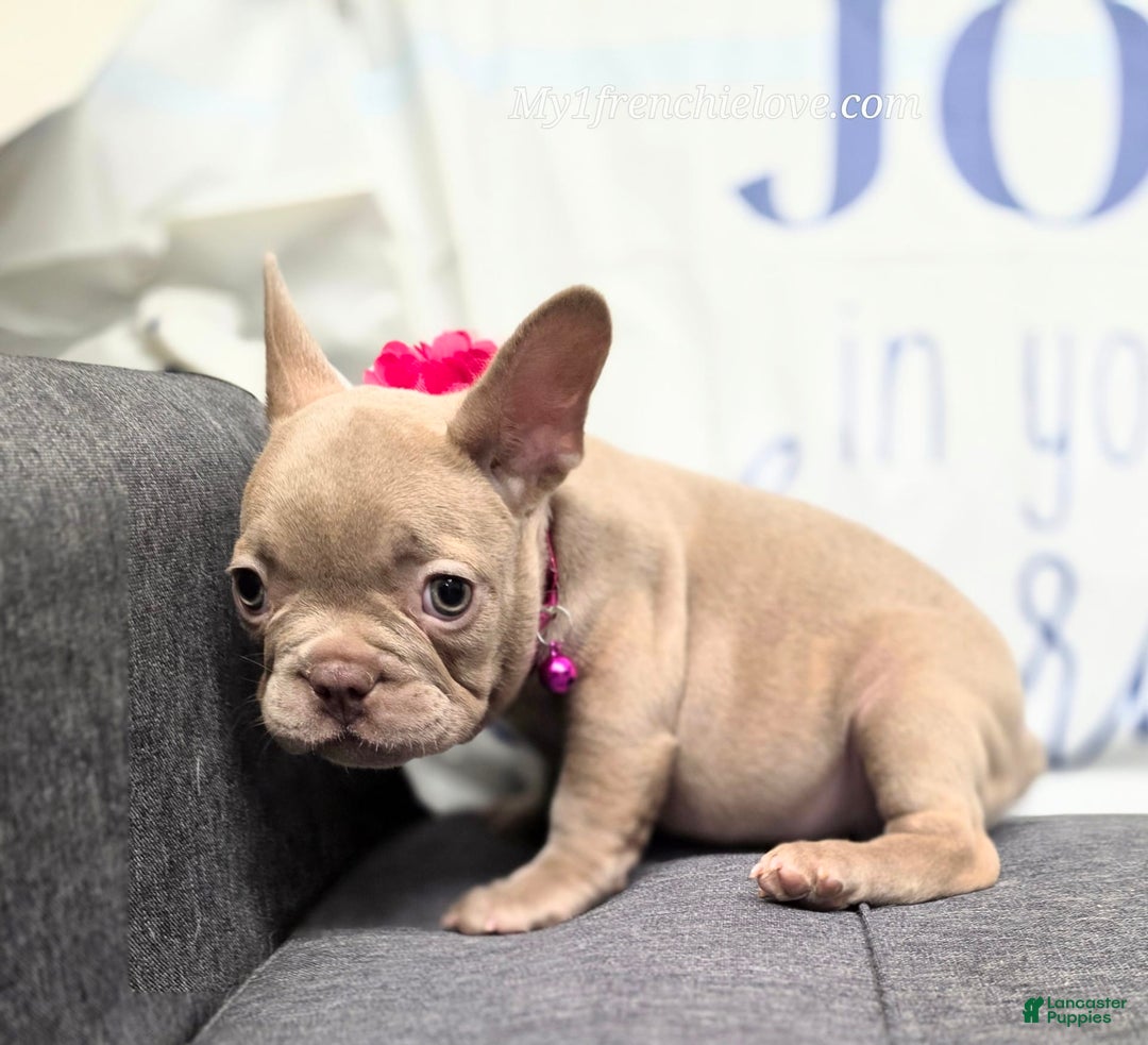 French Bulldog dogs for sale: Rosie - Image 6