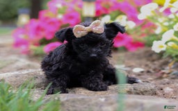 Yorkiepoo dogs for sale: Lola - Image 4