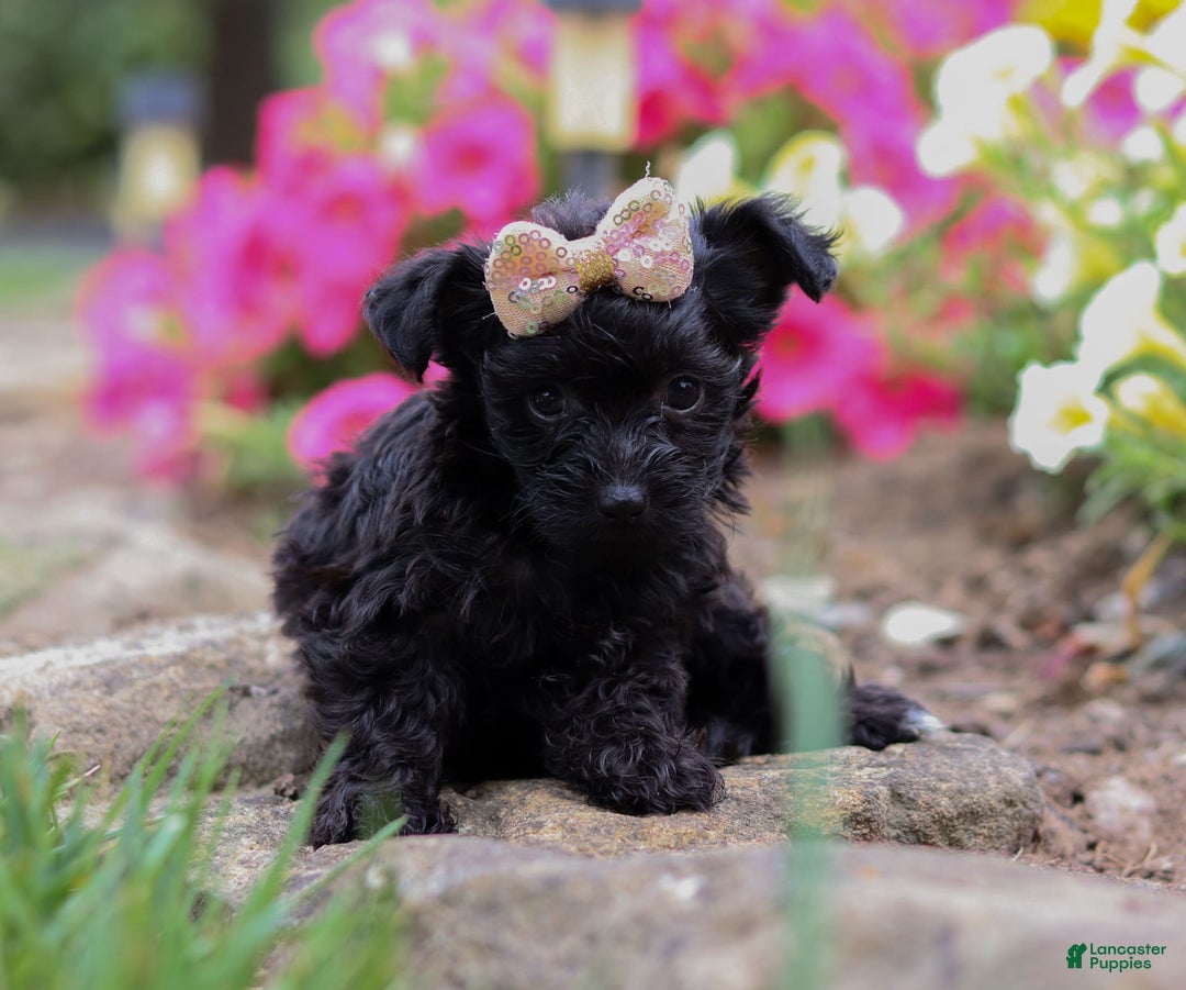 Yorkiepoo dogs for sale: Lola - Image 4