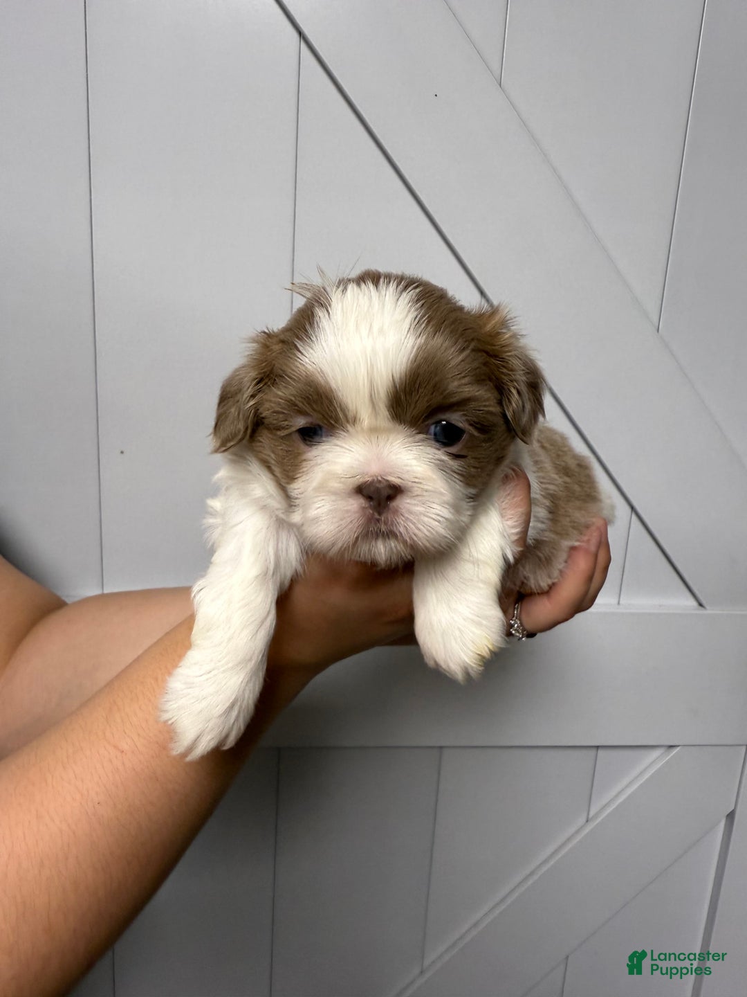 Shih Tzu dogs for sale: Independence - Image 2