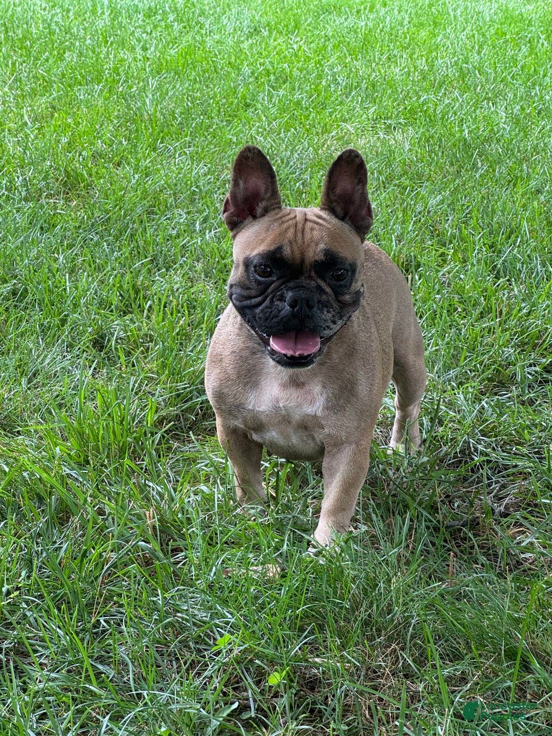 Frenchton dogs for sale: Remi - Image 4