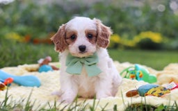 Cavapoo dogs for sale: Tanner - Image 4