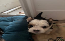 Biewer Terrier dogs for sale: Baxter - Image 4