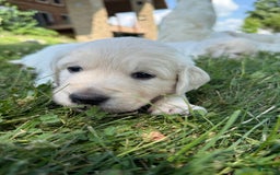 Golden Retriever dogs for sale: Red - Image 3