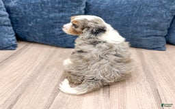 Cavapoo dogs for sale: Skylie - Image 2