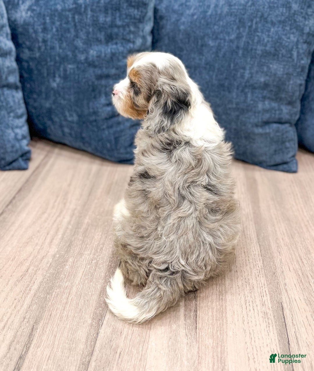 Cavapoo dogs for sale: Skylie - Image 2
