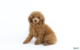 Miniature Poodle dogs for sale: Chase - Image 13