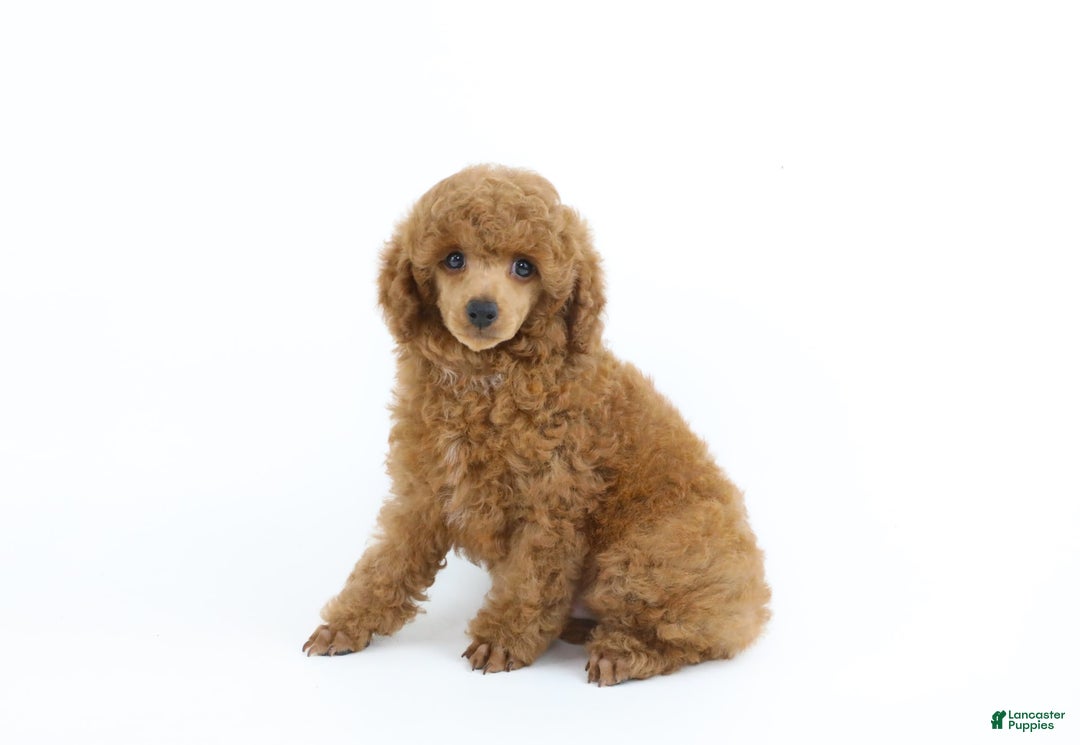 Miniature Poodle dogs for sale: Chase - Image 13
