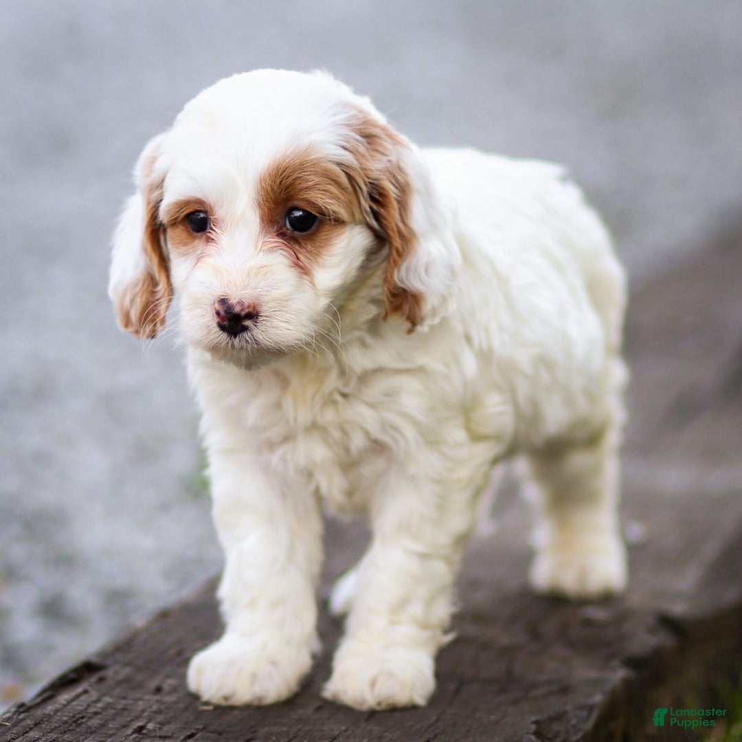 Goldendoodle dogs for sale: Odette - Image 4
