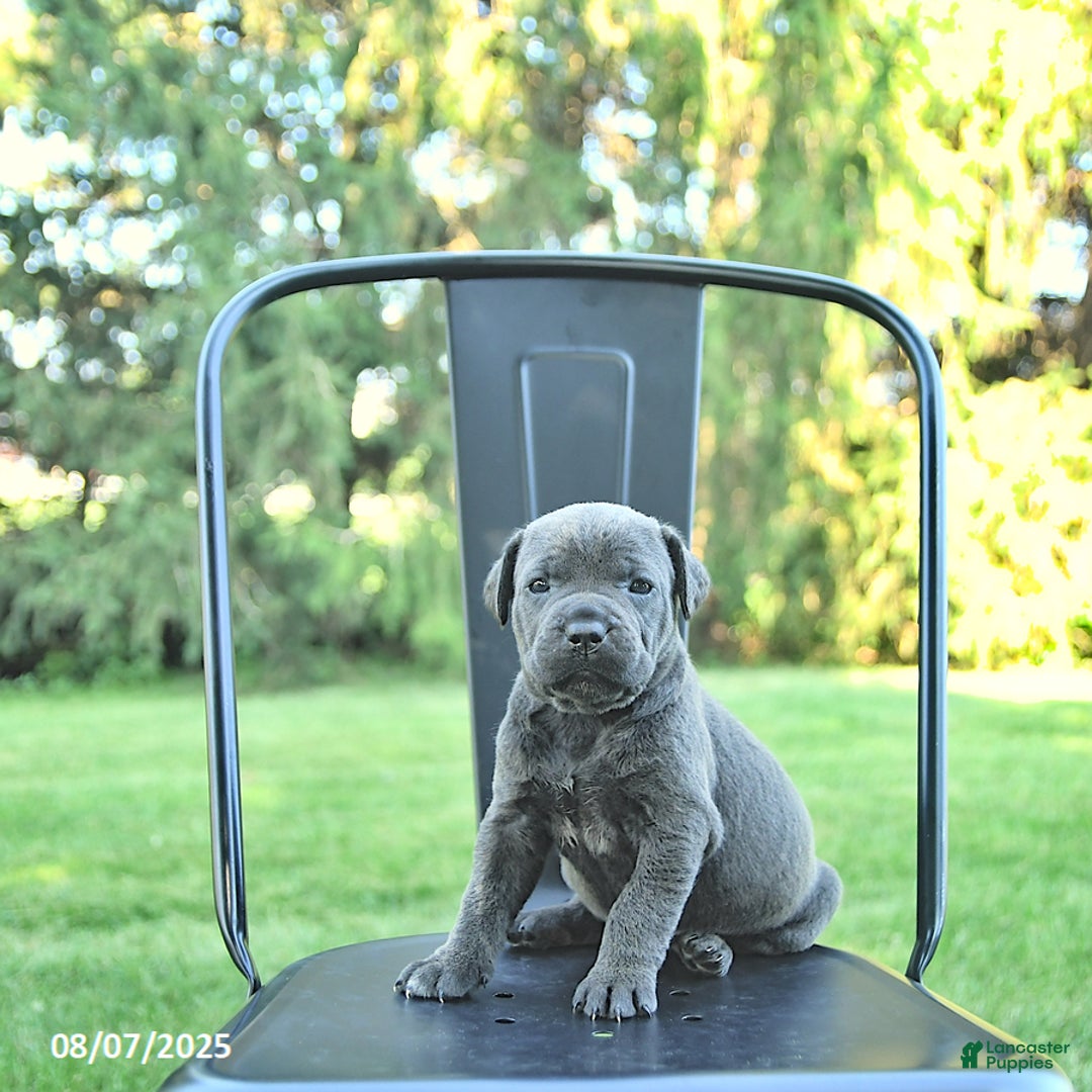Cane Corso dogs for sale: Cane Corso 12 puppies - Image 23