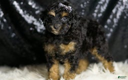 Miniature Poodle dogs for sale: Victor - Image 1