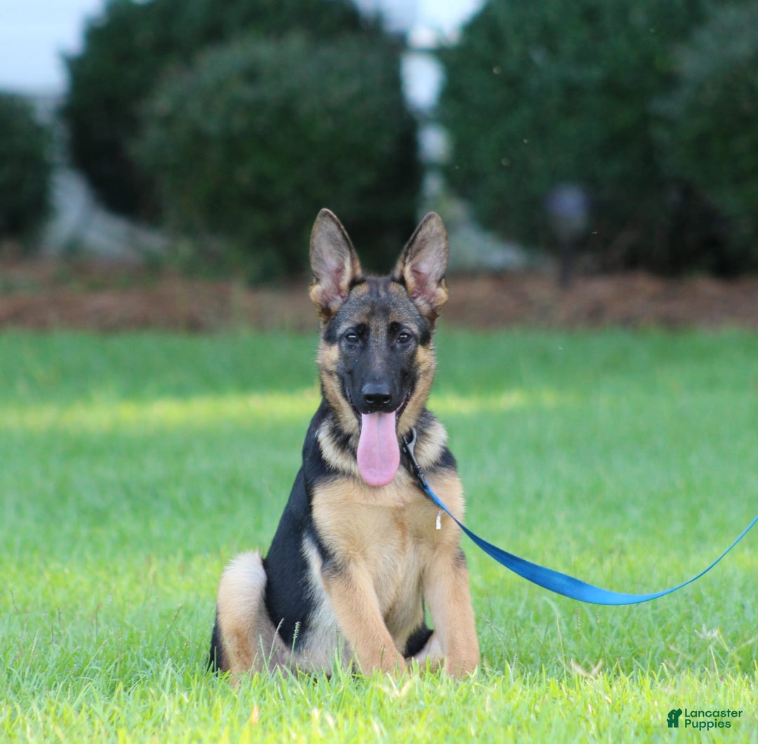 German Shepherd dogs for sale: Hazel - Image 13