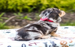 Miniature Dachshund dogs for sale: Riley - Image 2