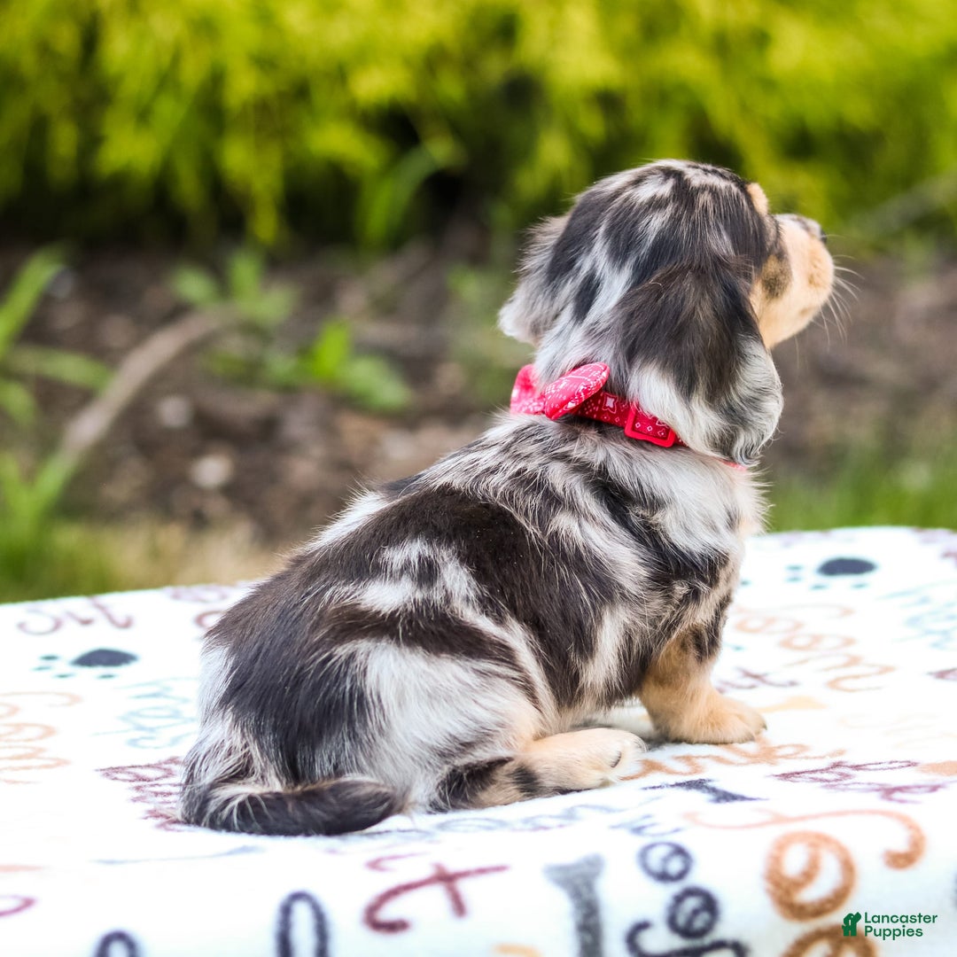 Miniature Dachshund dogs for sale: Riley - Image 2