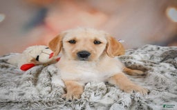 Goldendoodle dogs for sale: Reeses - Image 6