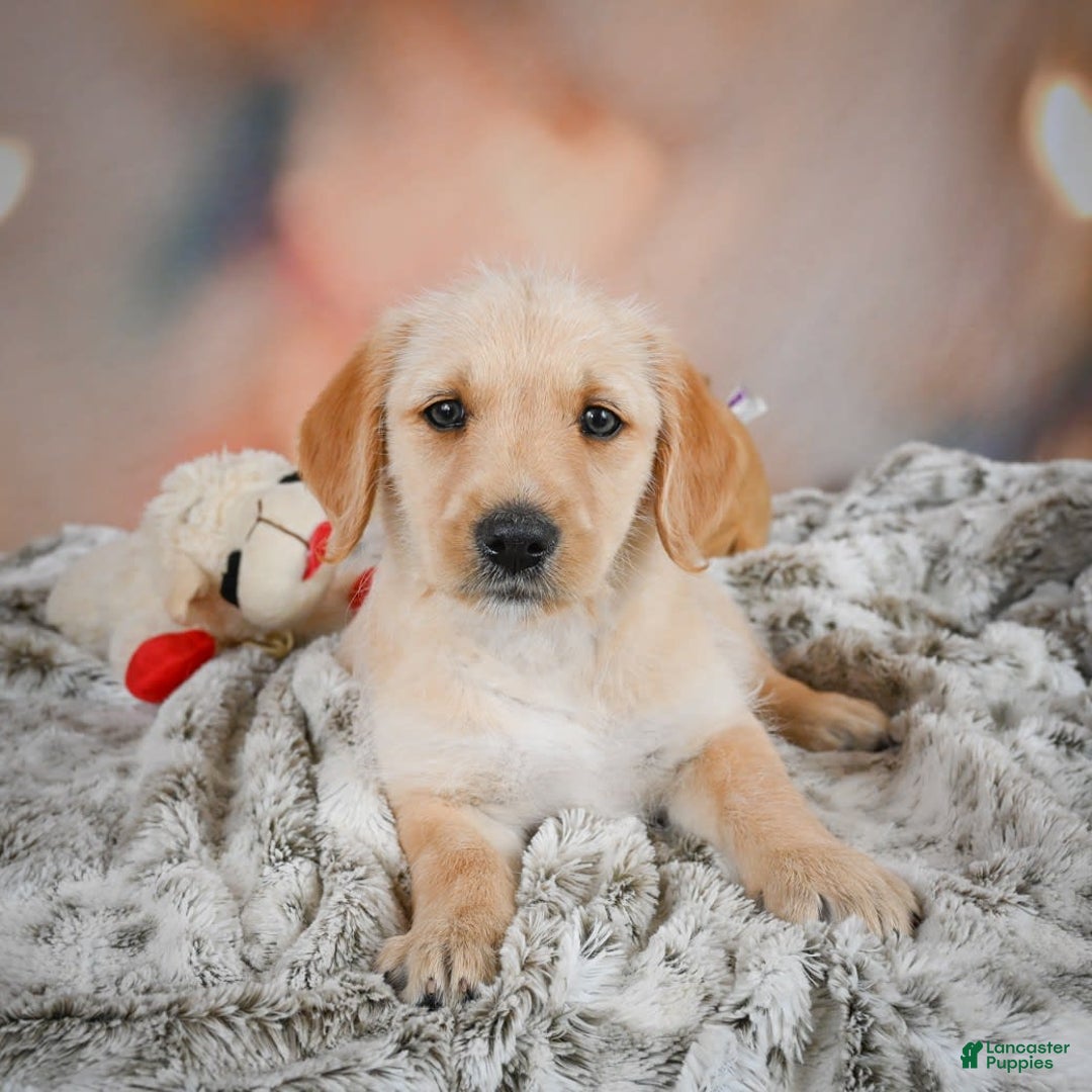 Goldendoodle dogs for sale: Reeses - Image 6