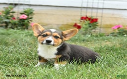Welsh Corgi Pembroke dogs for sale: Phoenix - Image 5