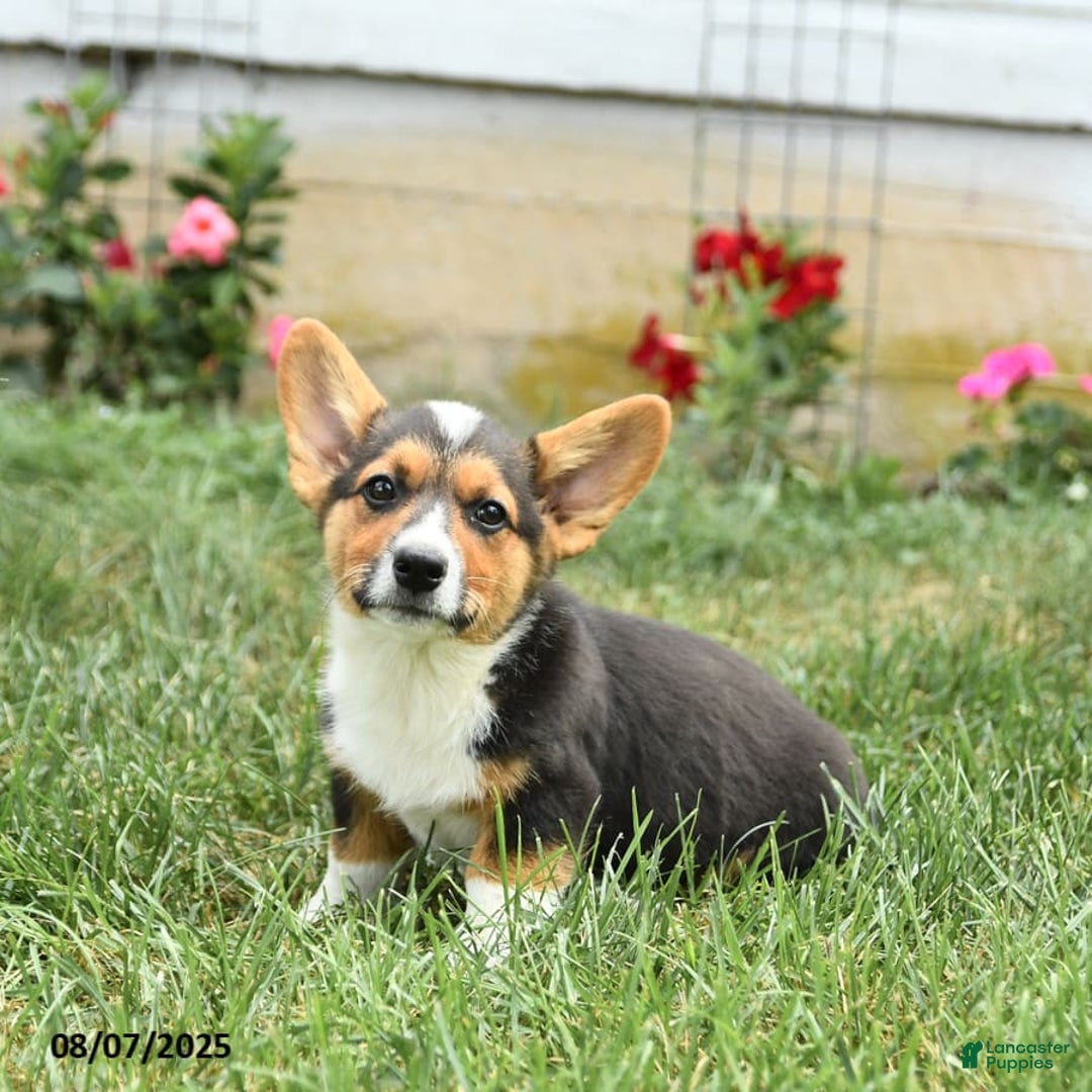 Welsh Corgi Pembroke dogs for sale: Phoenix - Image 5