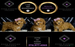 Miniature Poodle dogs for sale: Pattie - Image 1