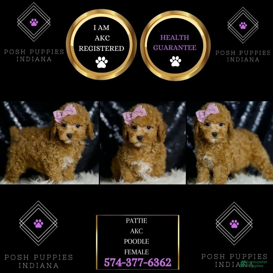 Miniature Poodle dogs for sale: Pattie - Image 1