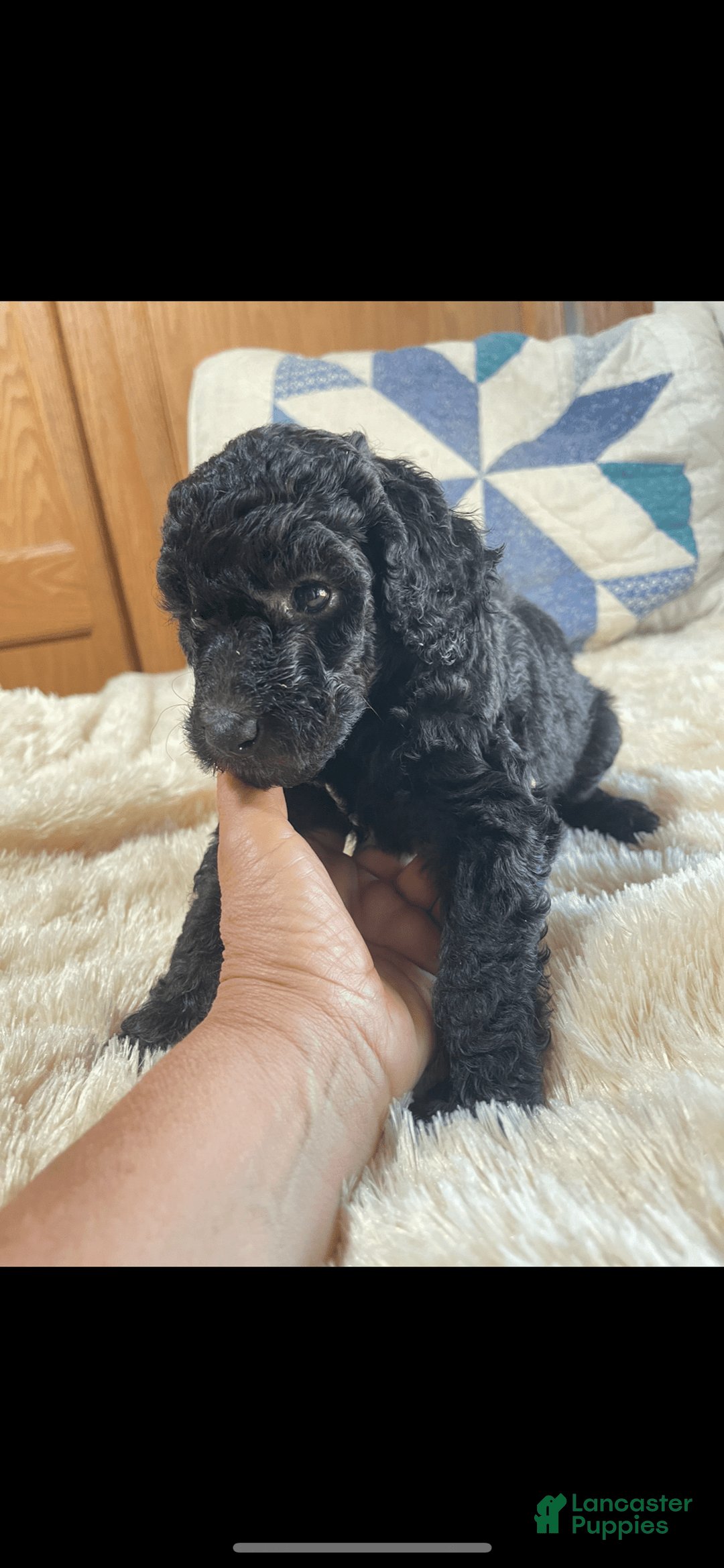 Standard Poodle dogs for sale: Twin - Image 1