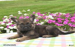 German Shepherd dogs for sale: Ruger - Image 1