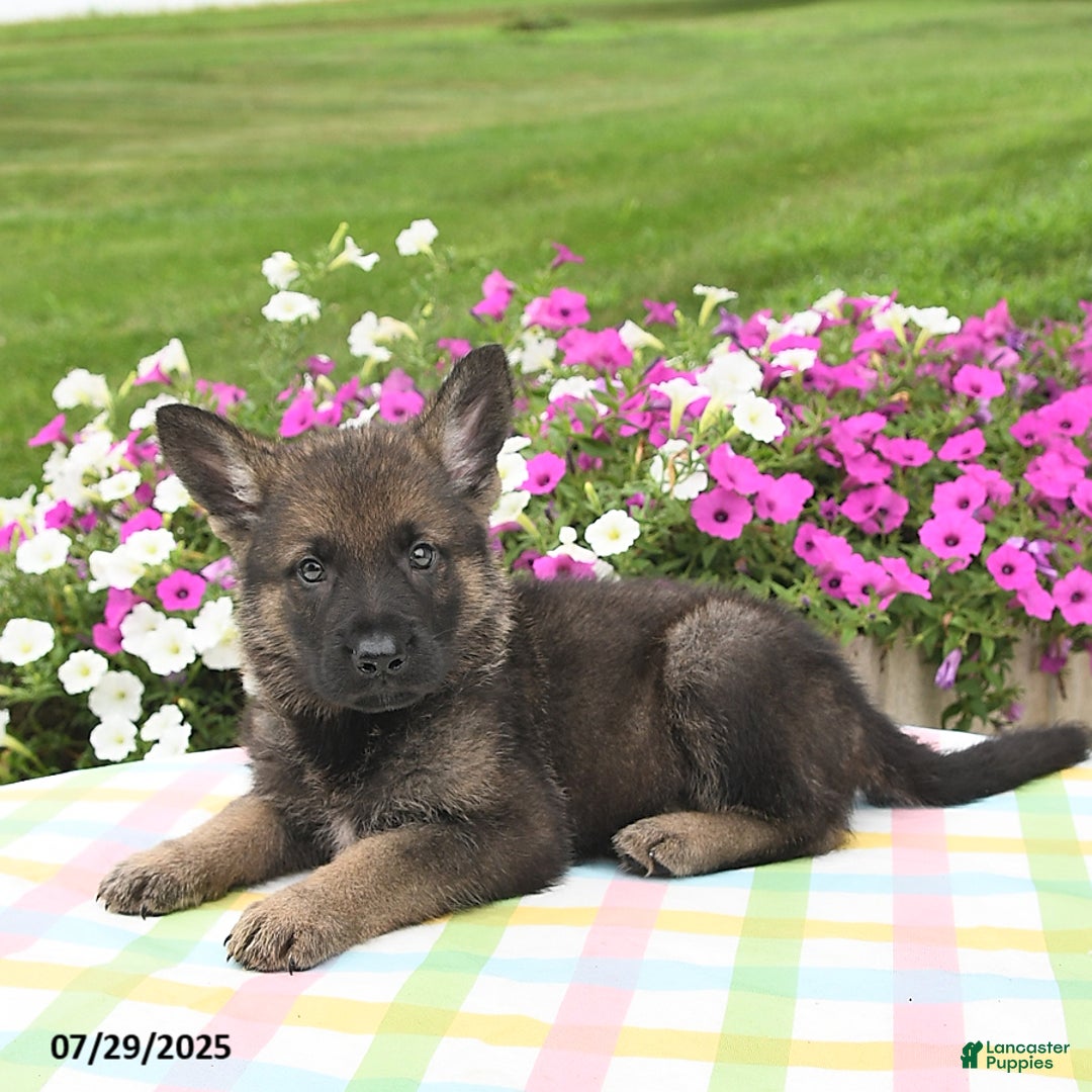 German Shepherd dogs for sale: Ruger - Image 1