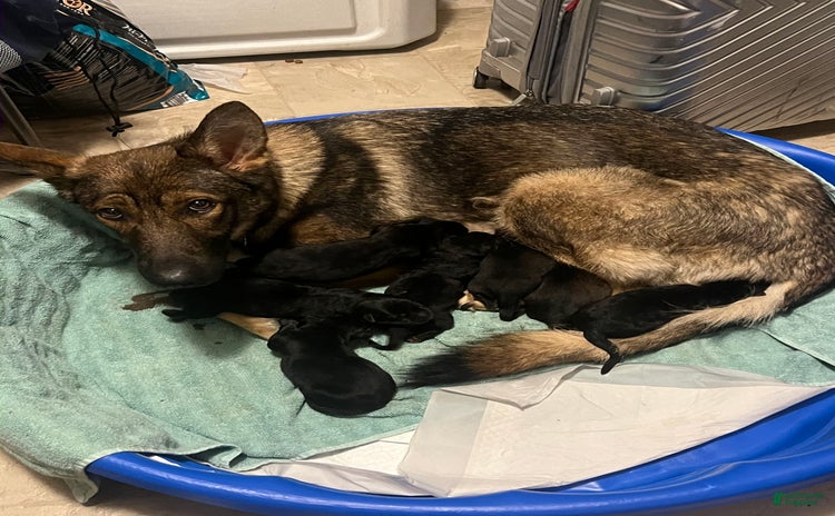 German Shepherd dogs for sale - Ad 3