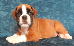 Boxer dogs for sale: Catie - Image 5