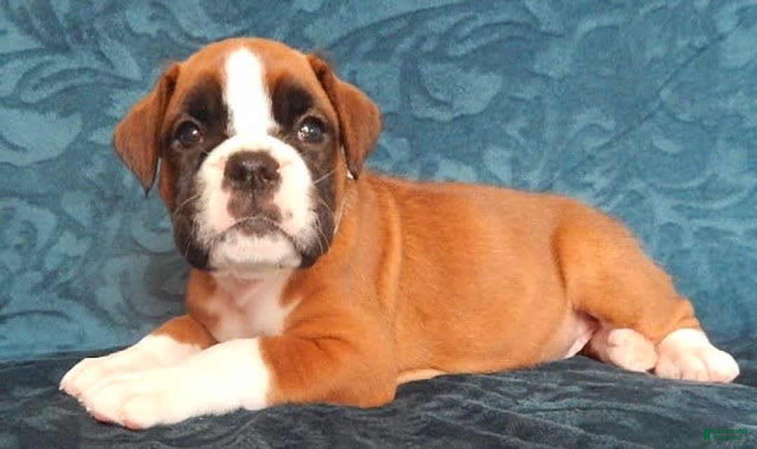 Boxer dogs for sale: Catie - Image 5