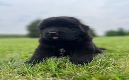 Newfoundland dogs for sale: Dahlia - Image 11
