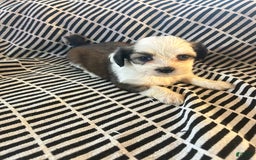 Malshi dogs for sale: Winnie - Image 3
