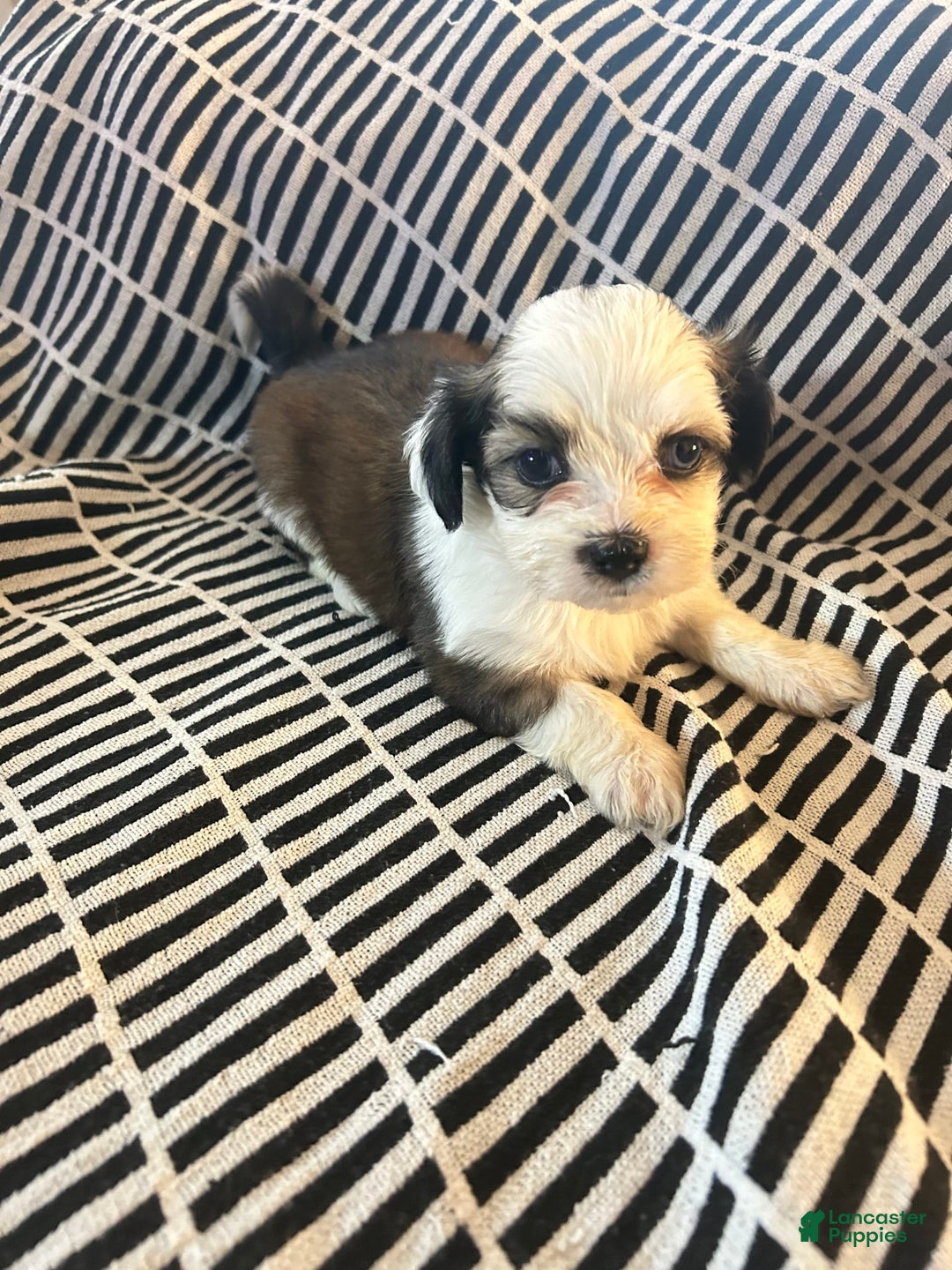 Malshi dogs for sale: Winnie - Image 3