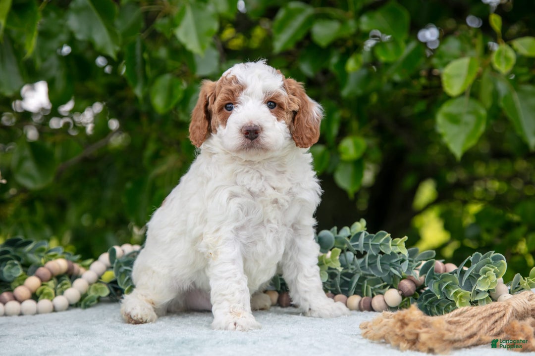 Miniature Poodle dogs for sale: Major - Image 2