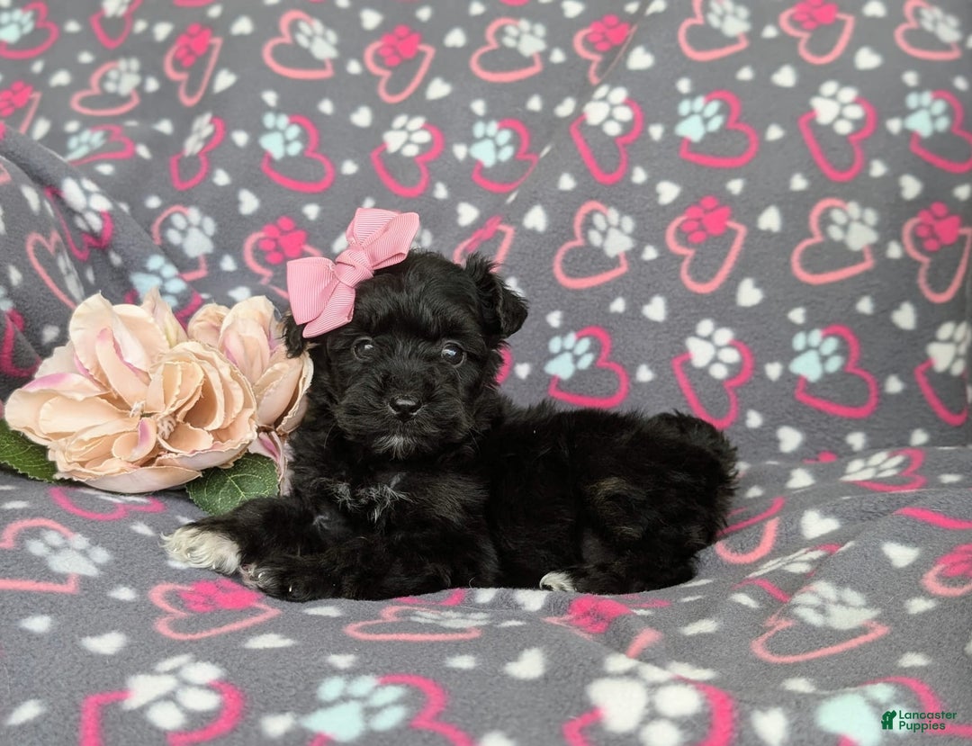 Morkie dogs for sale: Zoie Hypoallergenic - Image 1