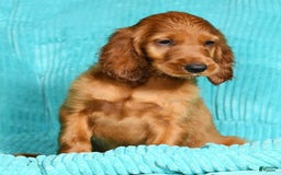 Irish Setter dogs for sale: Maizey - Image 5