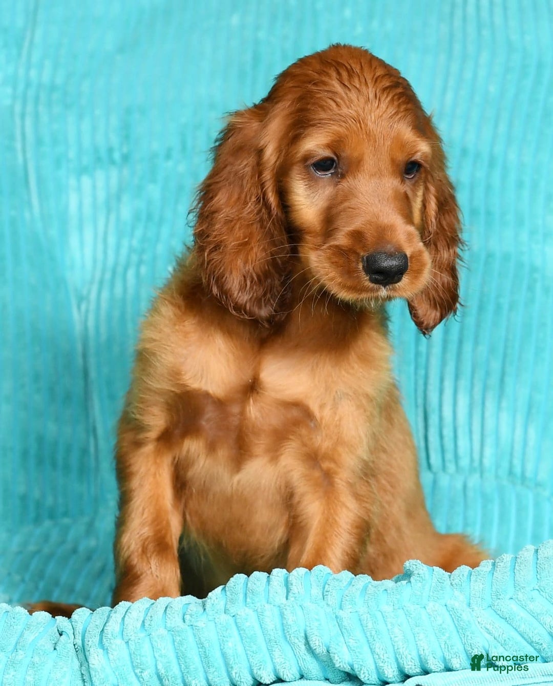 Irish Setter dogs for sale: Maizey - Image 5