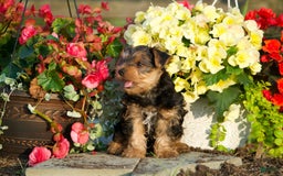 Yorkshire Terrier dogs for sale: Kalvin - Image 4