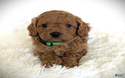 Cavapoo dogs for sale: Dusty - Image 2