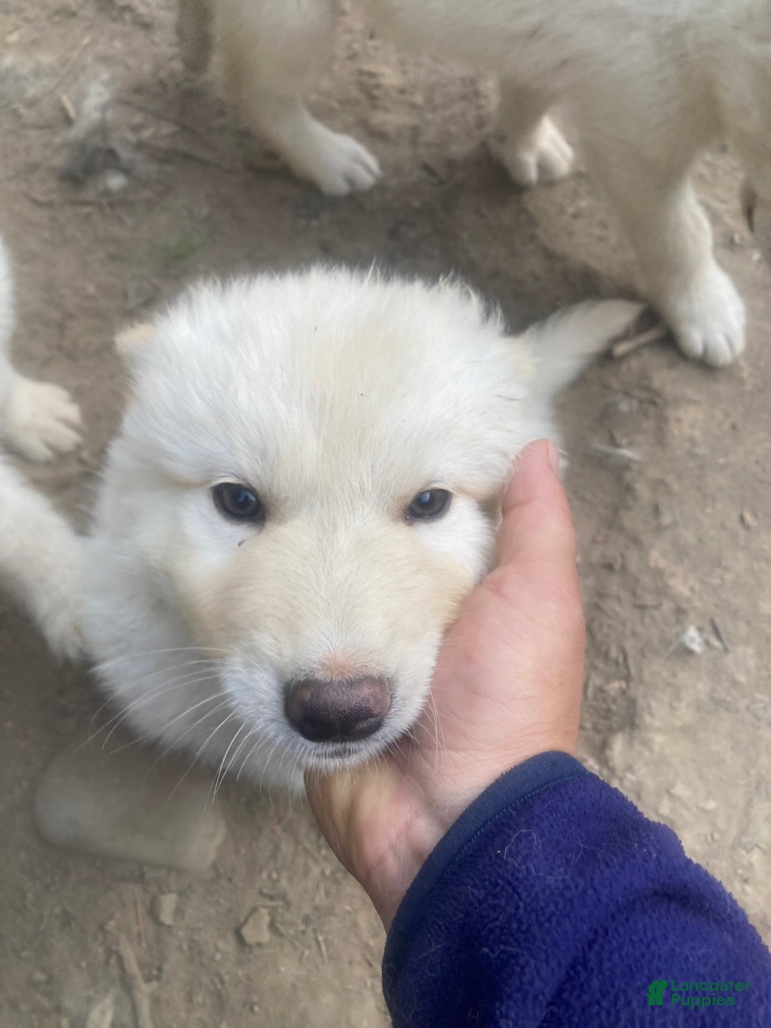 Gerberian Shepsky dogs for sale: Icy - Image 4