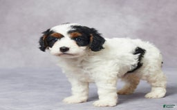 Cavapoo dogs for sale: Hal - Image 4