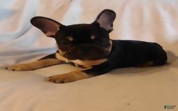 French Bulldog dogs for sale: Puppy 3 - We Leave The Naming To The New Parents - Image 1