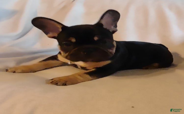 French Bulldog dogs for sale - Ad 1