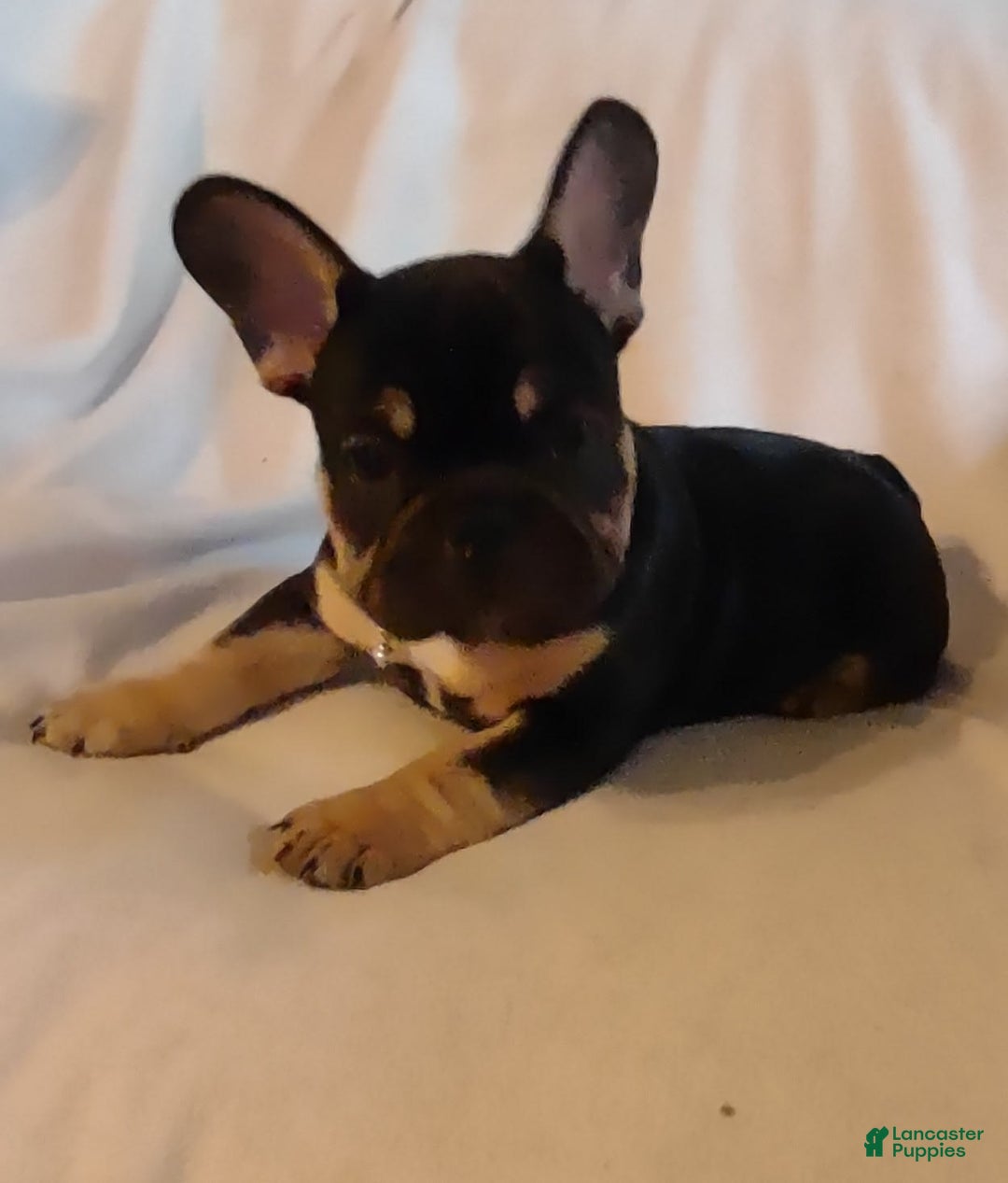 French Bulldog dogs for sale: Puppy 3 - We Leave The Naming To The New Parents - Image 1