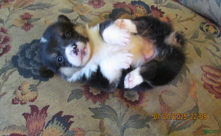 American Corgi dogs for sale - Ad 5