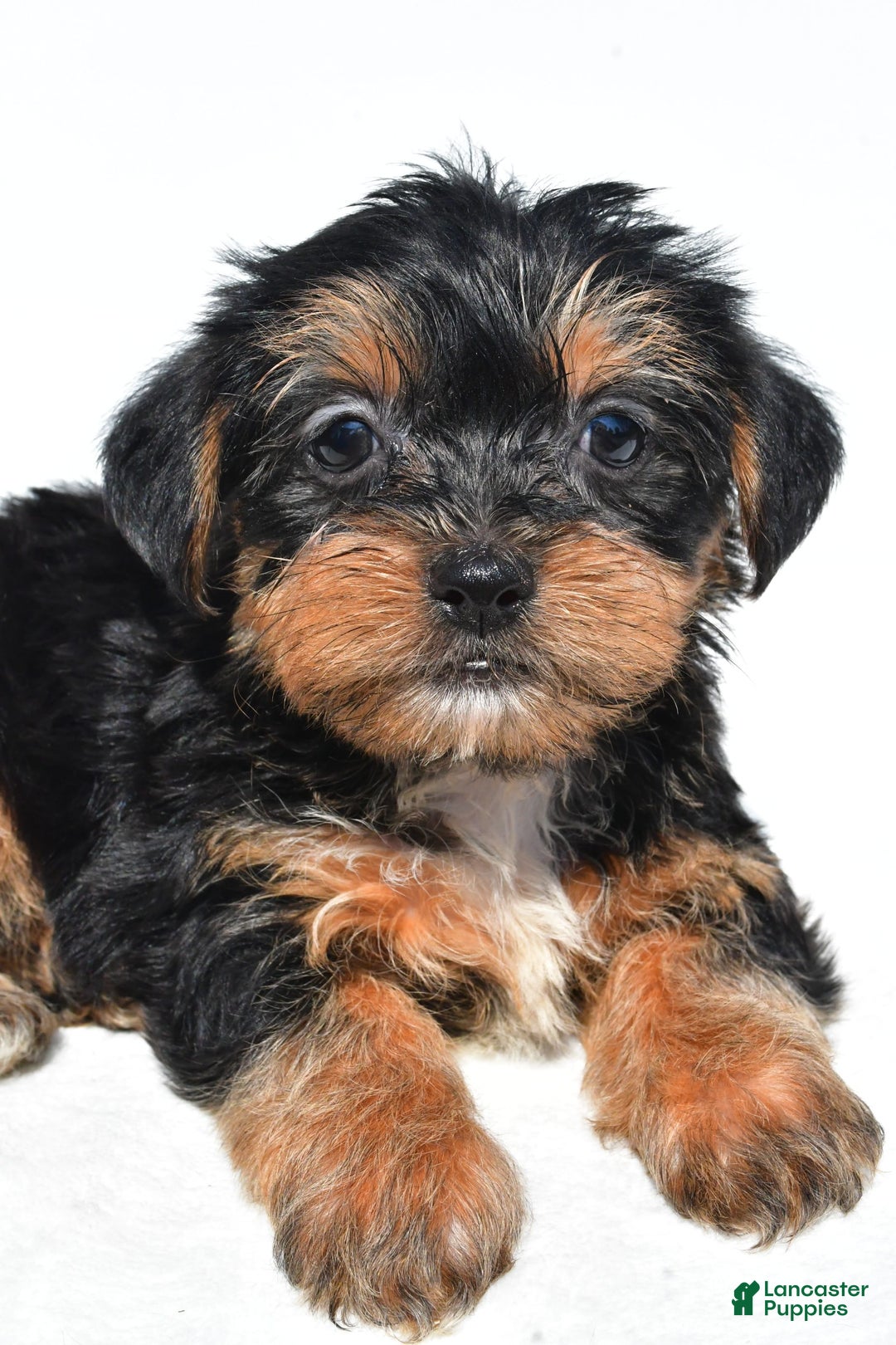 Shorkie dogs for sale: Wafa - Image 1